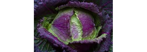 Cabbage January King