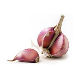 Garlic Bulb Purple