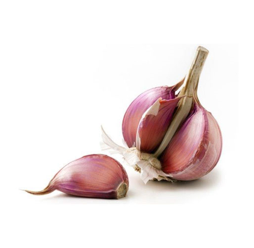 Garlic Bulb Purple