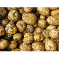 New Italian Potatoes