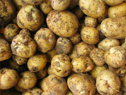 New Italian Potatoes