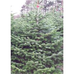 Christmas Tree-  (approx 4-5ft) Nordman Fir