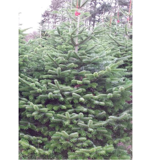 Christmas Tree- (approx 6-7ft) Nordman Fir