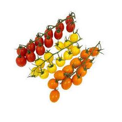 Tomatoes English Mixed Cherry-Vine Pack