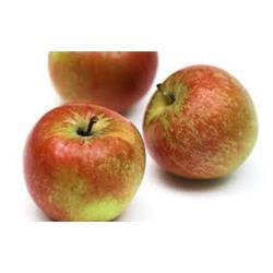 Apples Coxes Pack X7