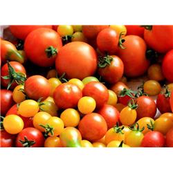 Tomatoes Heritage Pack (approx 500g)