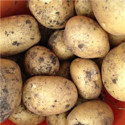 Potatoes 'Anna'