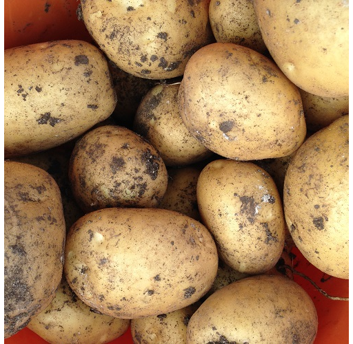 Potatoes 'Anna'