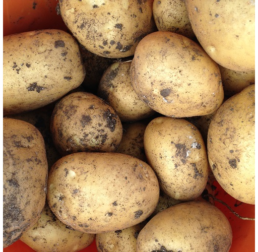 Potatoes - Lincolnshire Sagitta