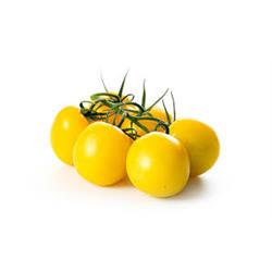 Tomatoes On The Vine Yellow