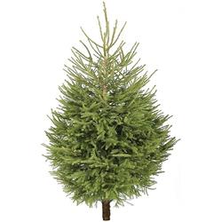 Christmas Tree Fraser Fir (6ft)