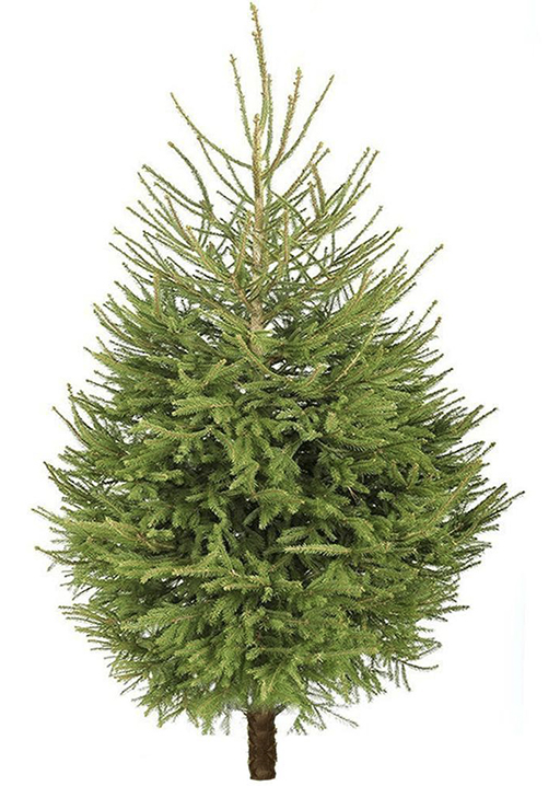 Christmas Tree Fraser Fir (6ft)